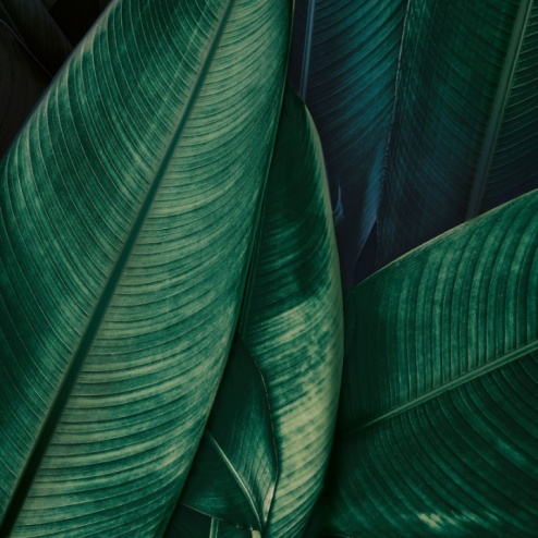 Carta da parati Jumanji - Adriani & Rossi